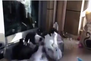 Da fliegt das Katzen-Fell