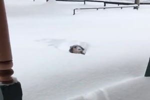 Hund liebt den Tiefschnee