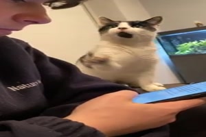 Lustige Katze