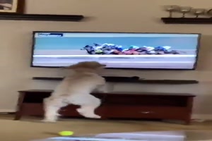 Hund guckt Pferderennen