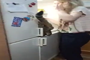 Schnelle Katze