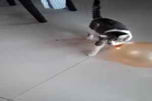 Katze freut sich ber Luftballon