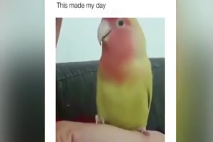 Lustige Vgel