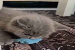 Katze gibt das nicht her