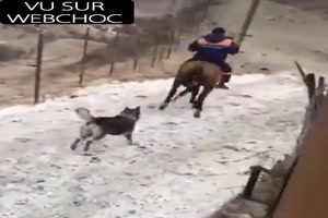 Katze traktiert Pferd