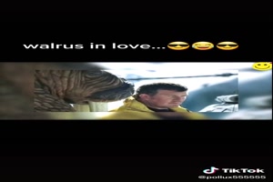 Walross in Love