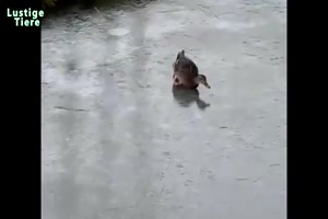 Tiere im Winter , auf Eis & Schnee