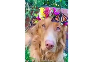 Hunde sind die besten Wesen