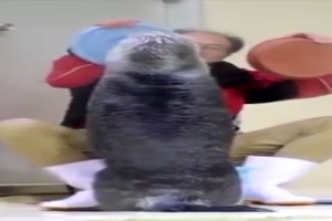 Lustiger Otter