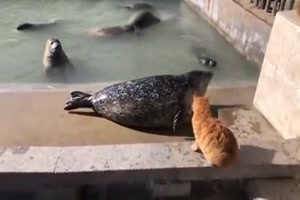 Katze sorgt fr Ruhe