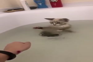 Niedliche Katze in der Wanne