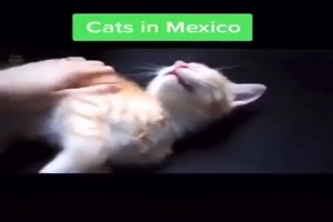 Katzen in verschiedenen Lndern