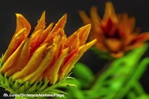 Muster der Natur
