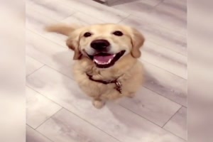 Frhlicher Hund