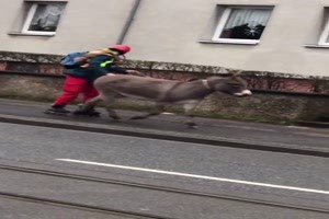 Mit dem Esel Gassi