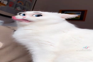 Katze sieht lustig aus