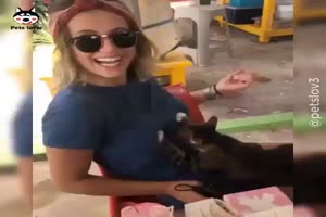 Lustige Tiere