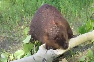 Der hat ein Gebiss. Wir tr�umen davon und Kraft