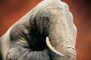 Tiere aus bzw. auf H�nde