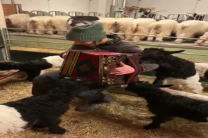 Tiere mgen die Musik
