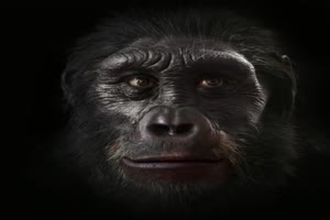 6 million years of evolution