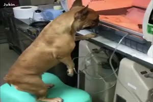 Tierfreundschaften