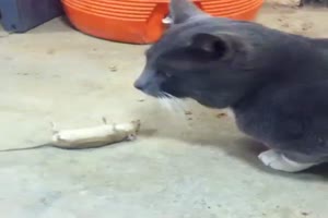 Coole Maus