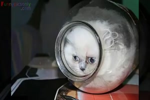 Katzen passen berall rein