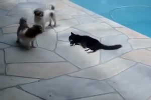 Hunde stren die Katze