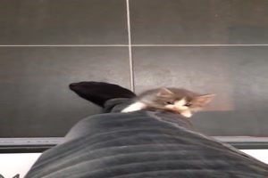 Ktzchen klettert einfach kurz hoch