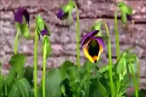 wenn Blumen tanzen und die Natur erwacht