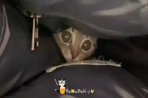 Lustige Katzen