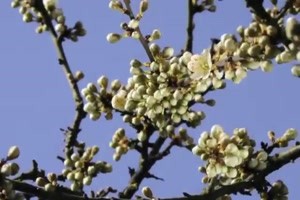 Wenn der Frhling kommt und die Natur erwacht