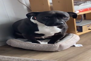 Hundebett ist von Katze besetzt