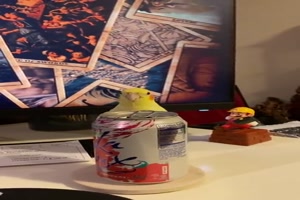 Witziger Vogel