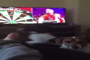 So kann man den Hund auch besch�ftigen