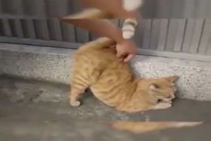 Katzen au�er Rand und Band