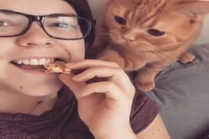Katze gibt nicht auf