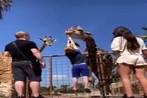 Die Giraffe hat Kraft