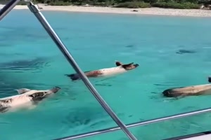 Tierische Boot-Escorte