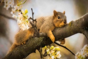 Frhling - Spring 2021