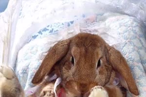 Ostern
