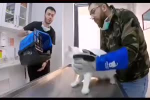 Sie mag keine Tieraerzte