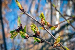 Frhling - Spring 02 (2021)