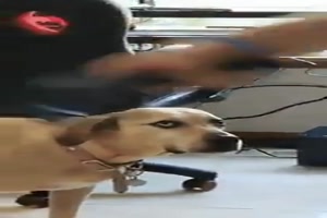 Hund hlt Herrchen fr verrckt