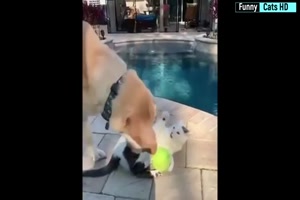 Haustiere die uns Freude bringen