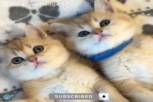 se Katzenbabys