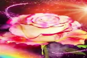 Single Rose