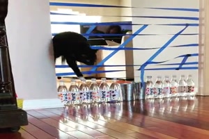 Immer mehr Herausforderung fr die Katze