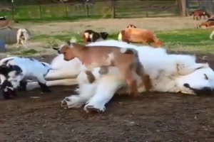 Kleine Ziegen spielen mit dem Hund